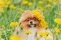 A beautiful fluffy dog Ã¢â¬â¹Ã¢â¬â¹sits among flowers with a wreath on his head and smiles. Royalty Free Stock Photo